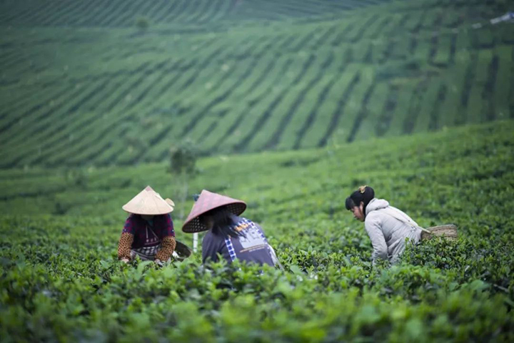 如何保存茶葉才干凈？ 康瑞生物教你這樣做